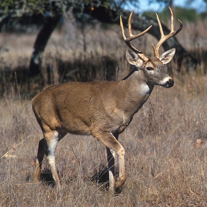deer